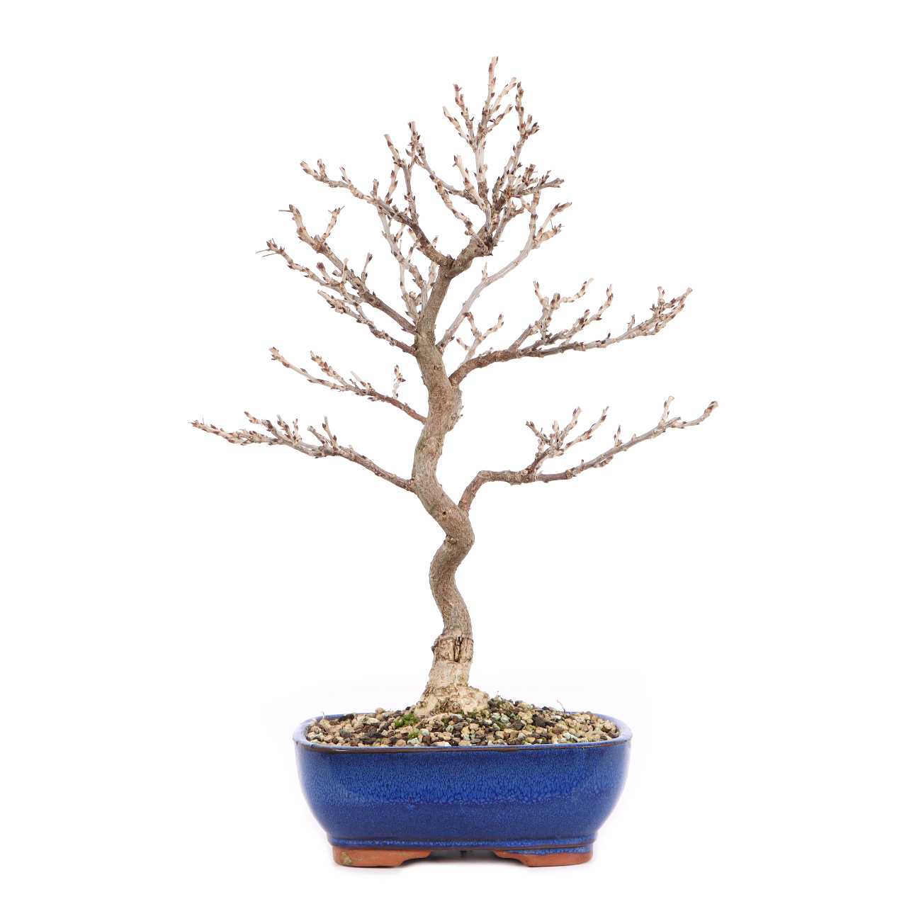 Millettia japonica 'Hime Fuji'