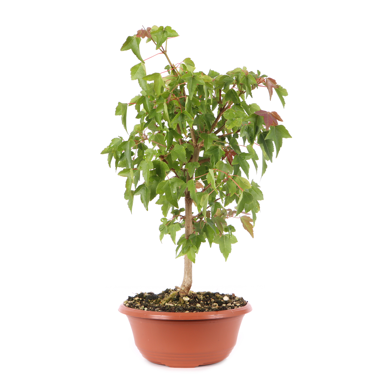 Acer buergerianum
