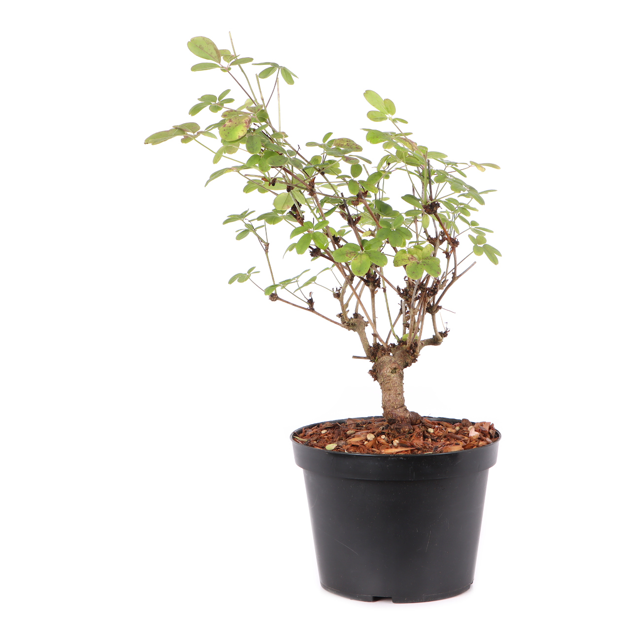 Akebia quinata
