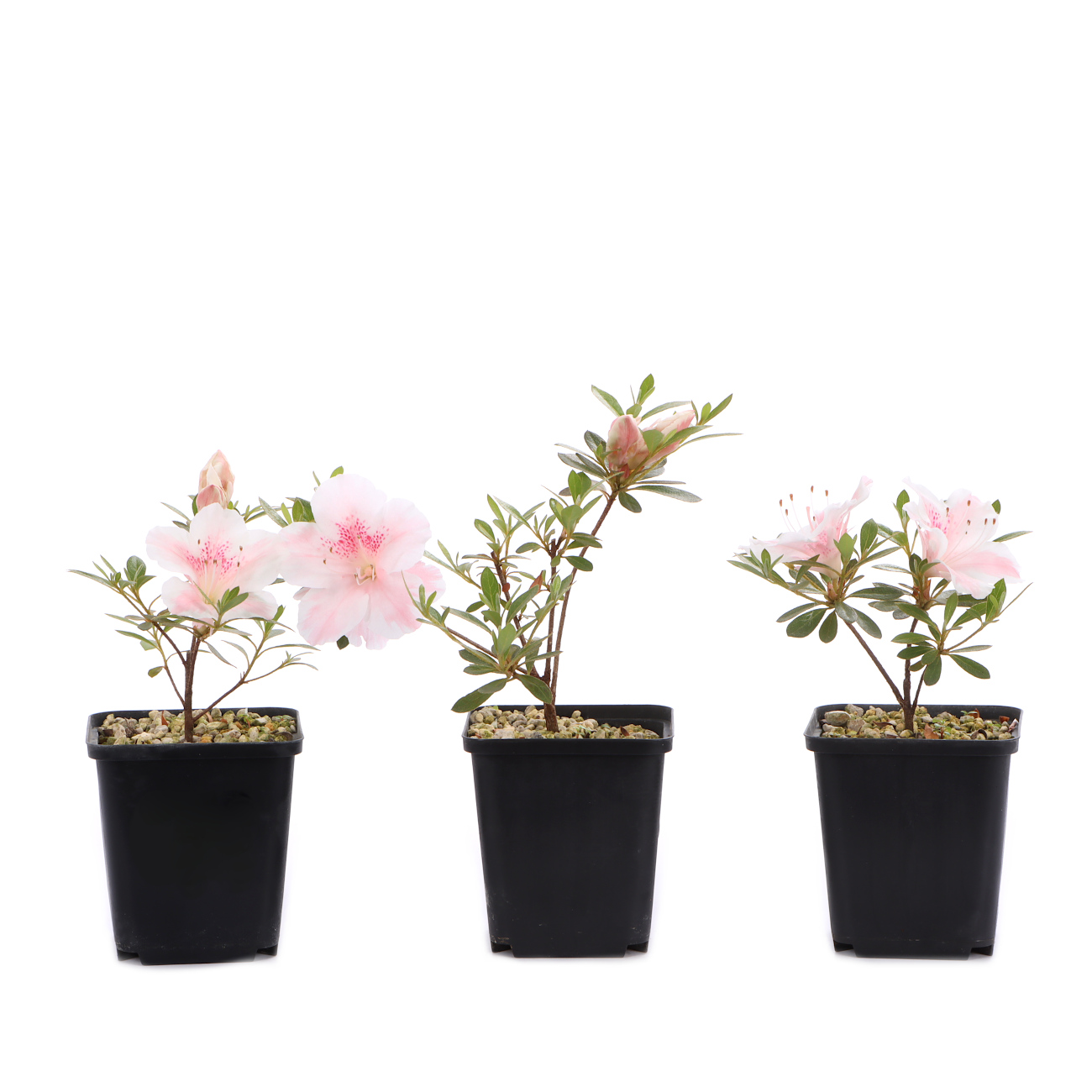 Rhododendron indicum 'Utamaru'