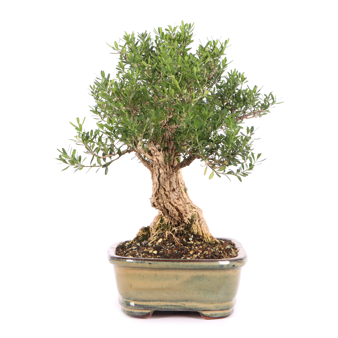 Buxus sinica var. sinica