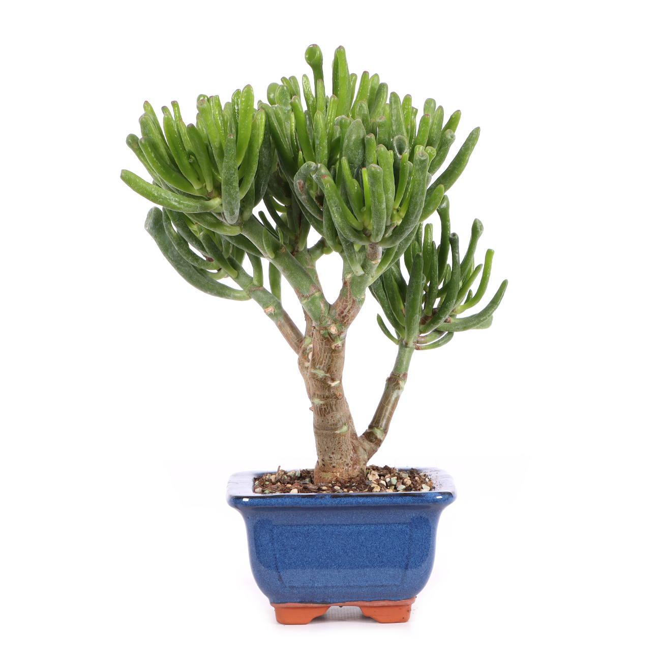 Seitenansicht rechts