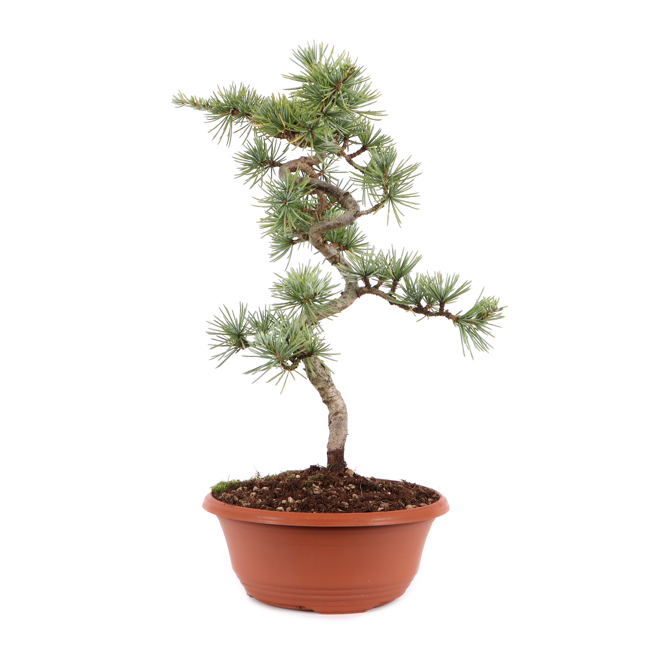 Cedrus atlantica 'Glauca'