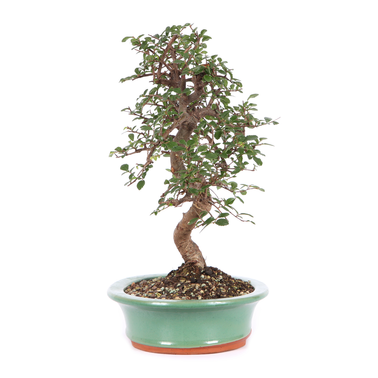 Seitenansicht rechts