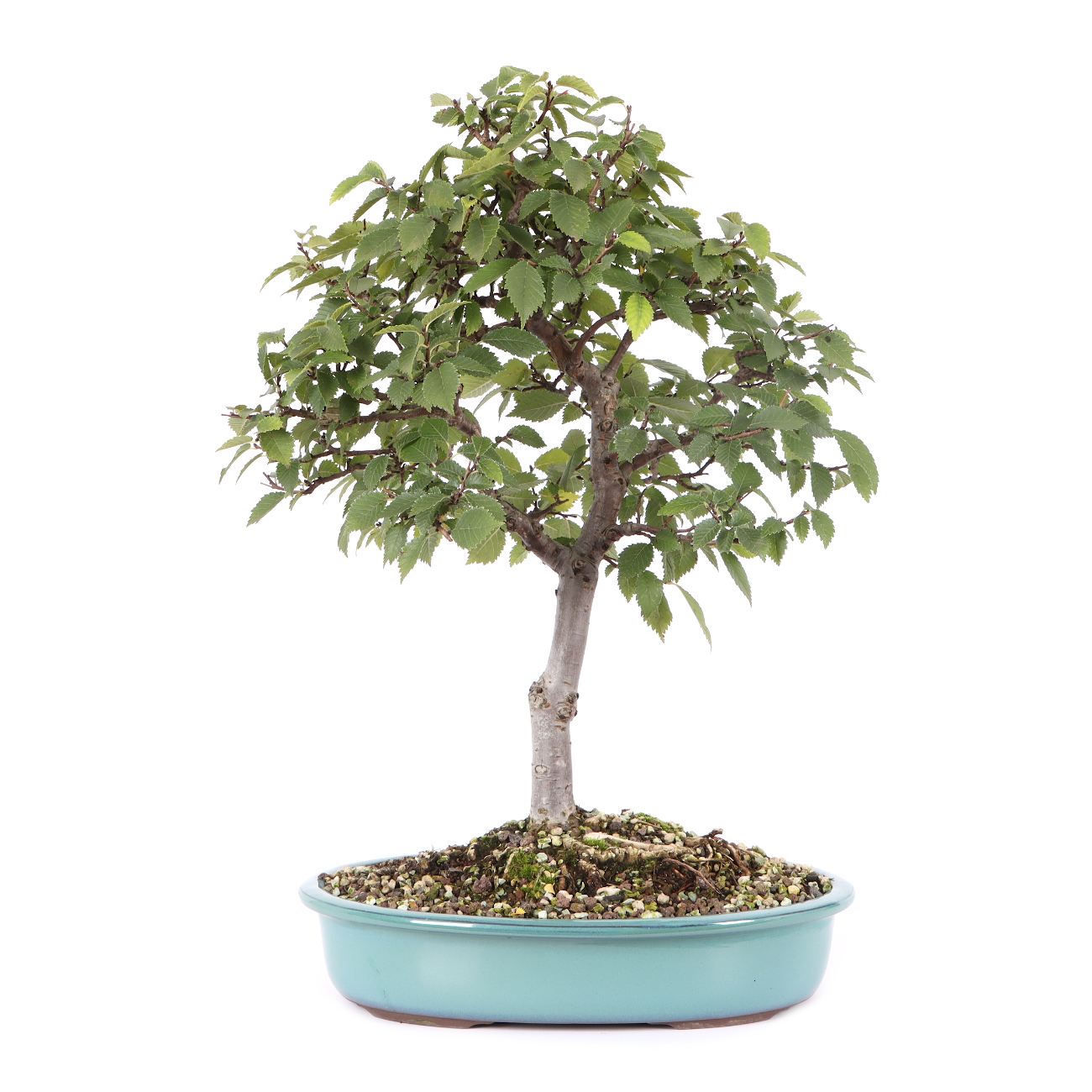 Ulmus pumila