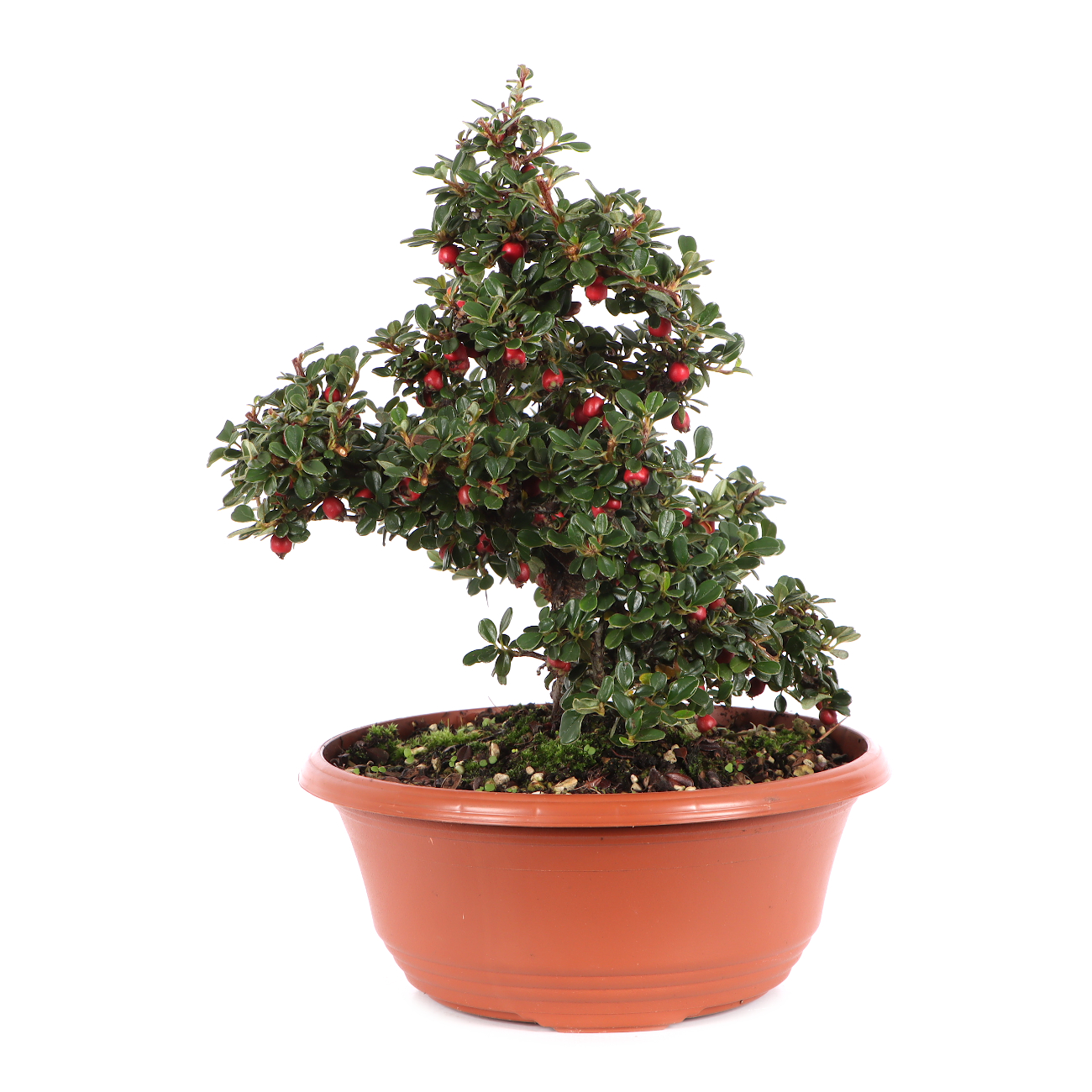 Cotoneaster microphyllus 'Cochleatus'