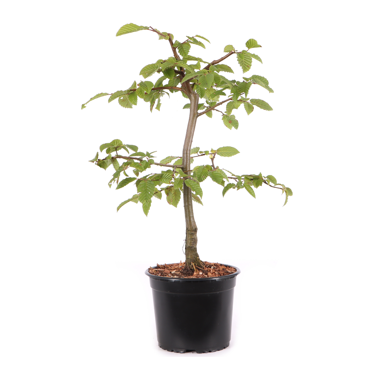 Carpinus betulus