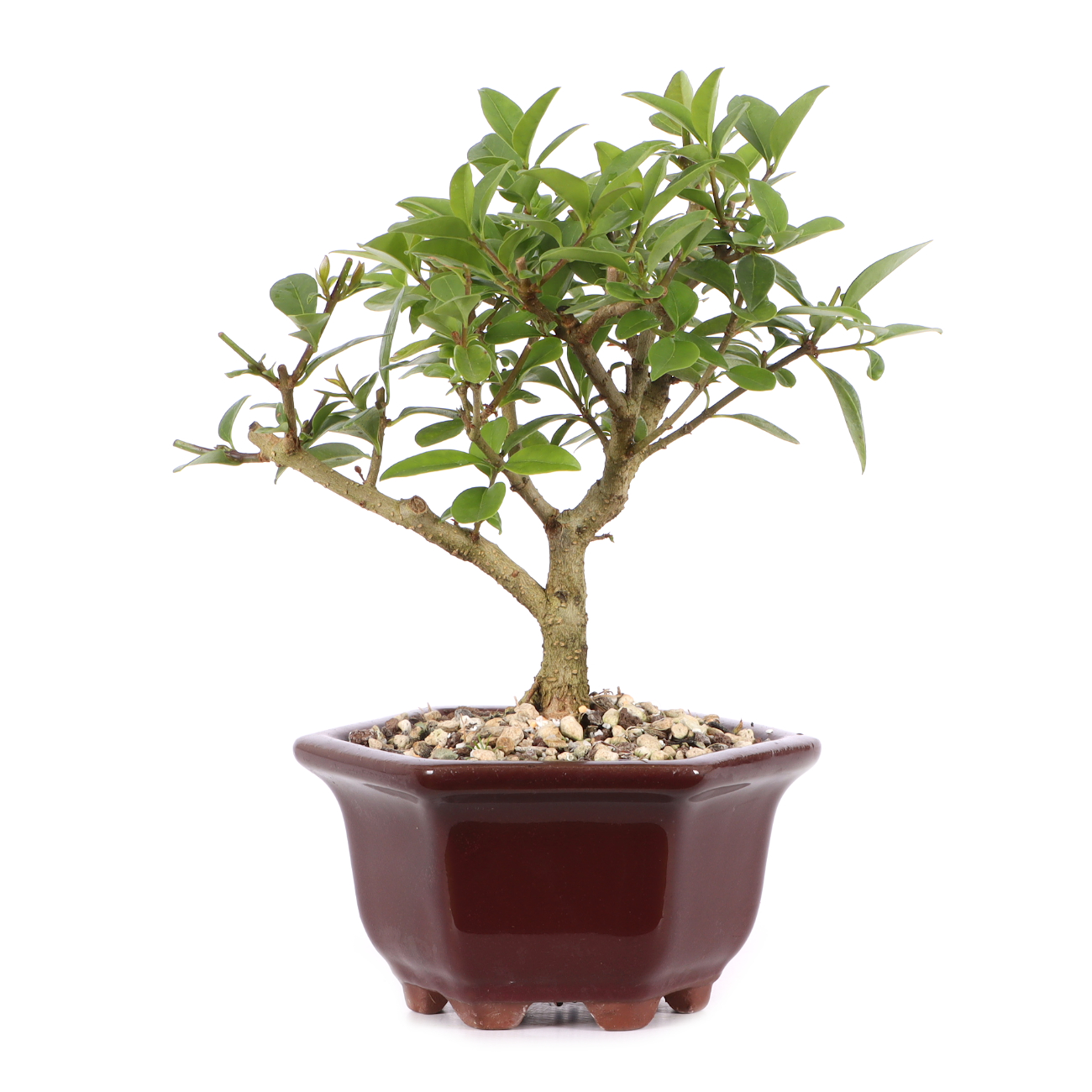 Ligustrum vulgare