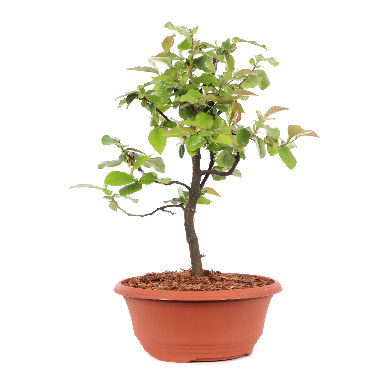 Pseudocydonia sinensis