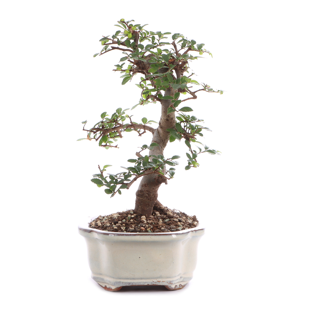 Seitenansicht rechts