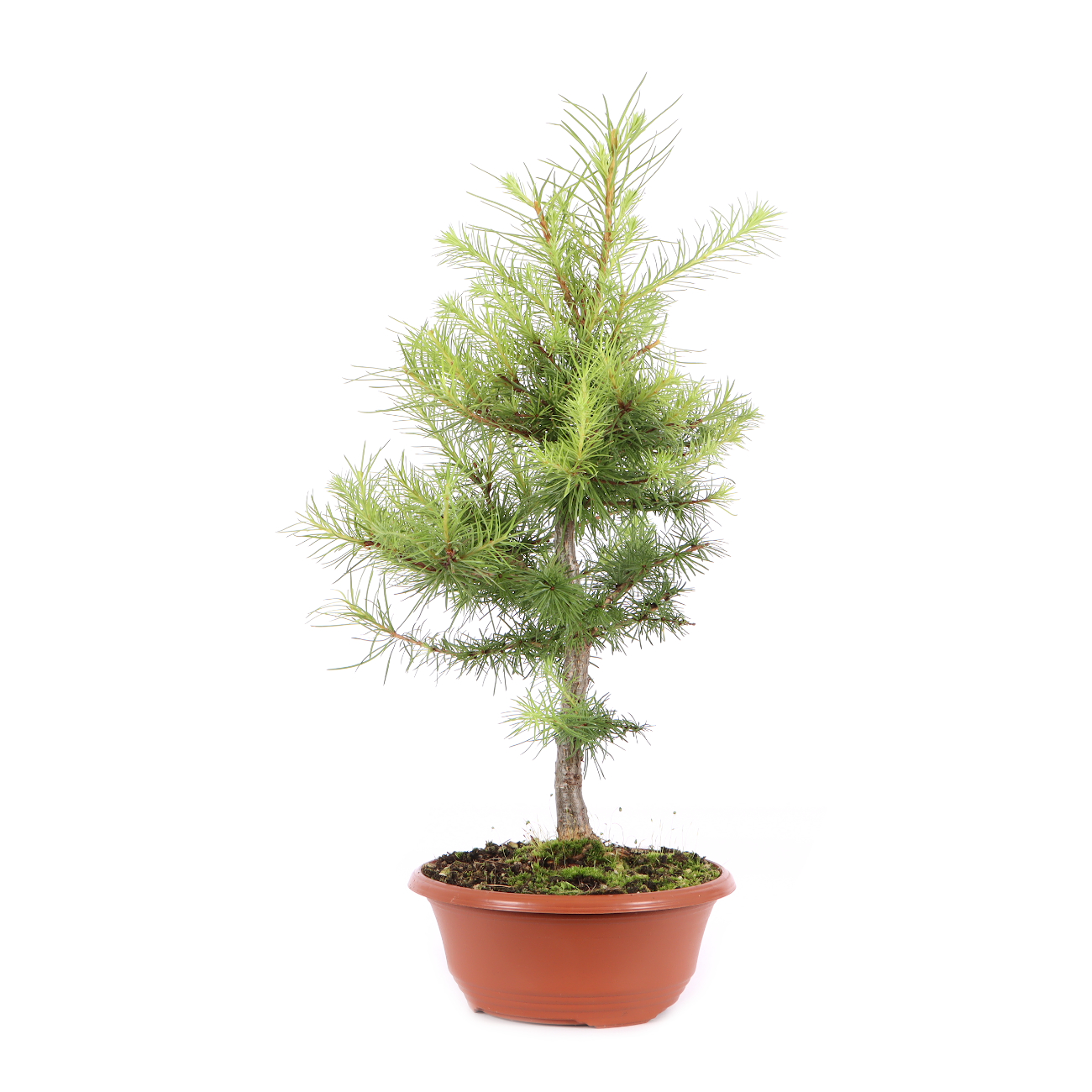Larix kaempferi