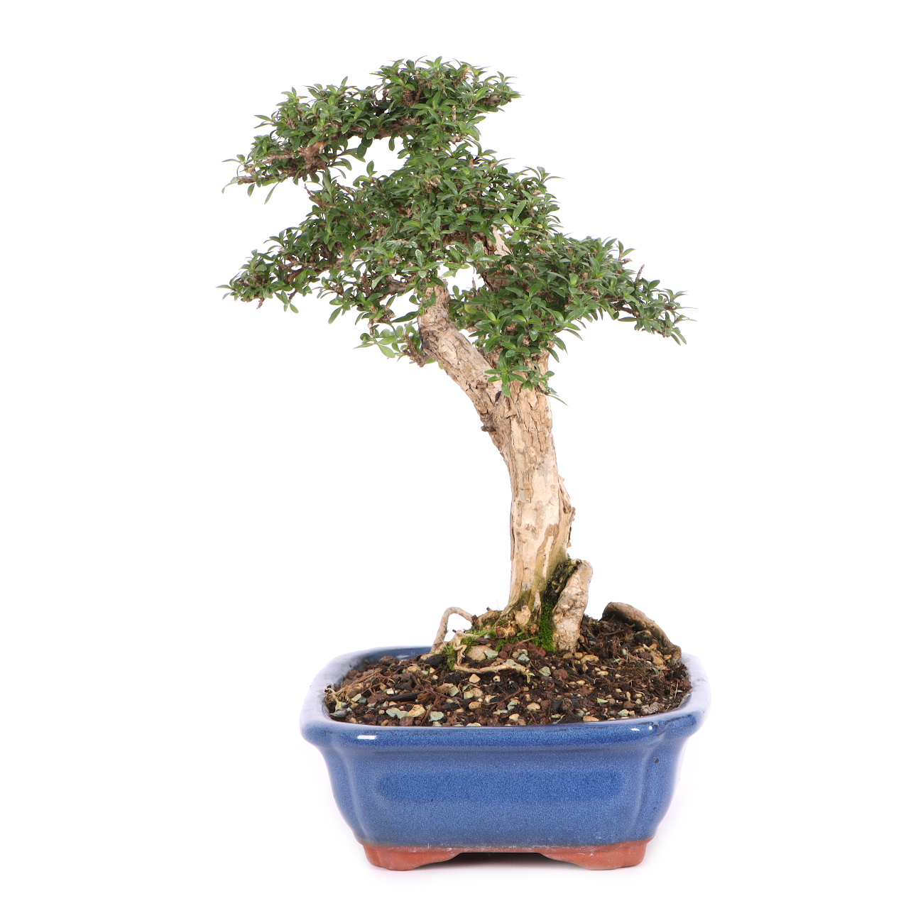 Serissa foetida 'Micro'