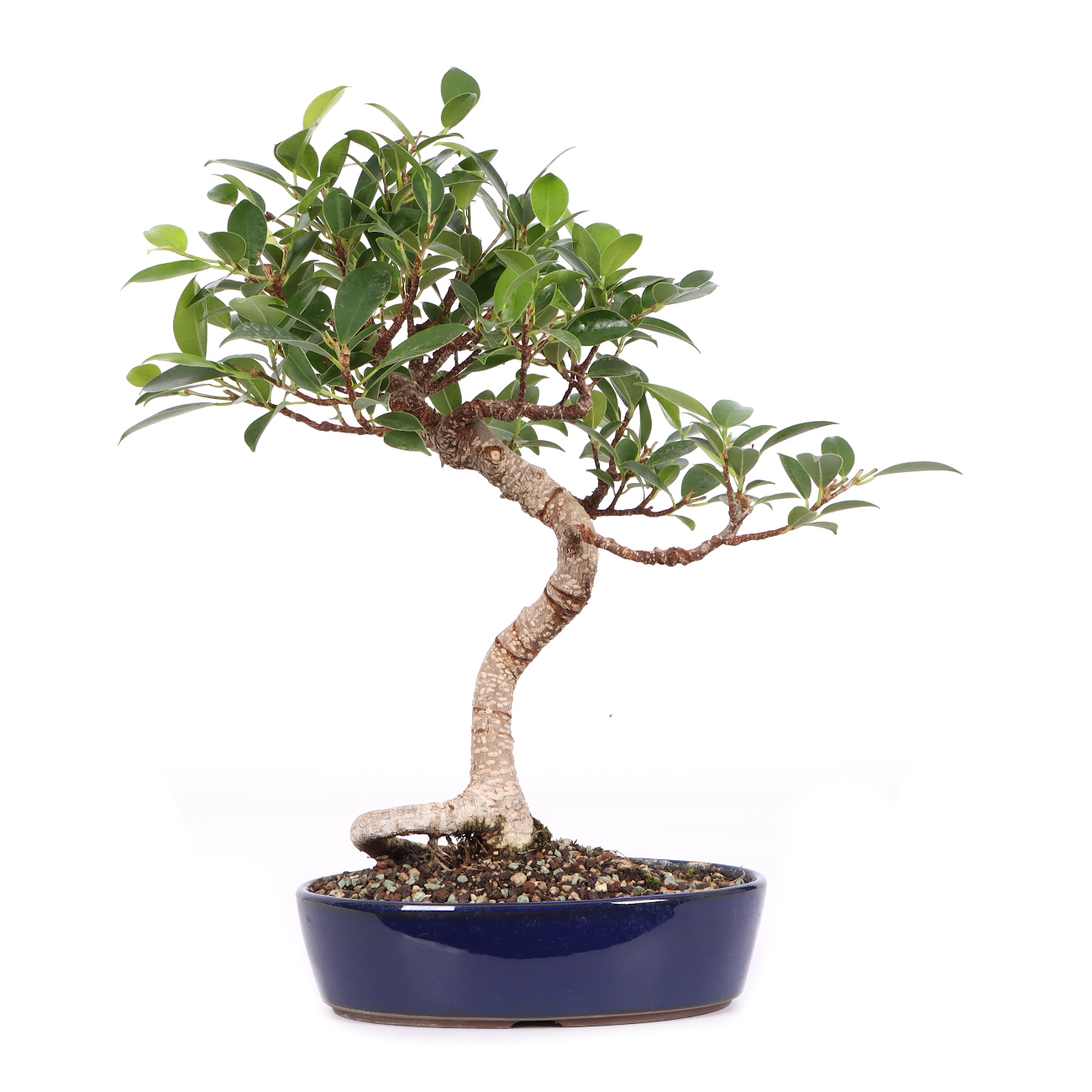 Ficus microcarpa 'Tiger Bark'