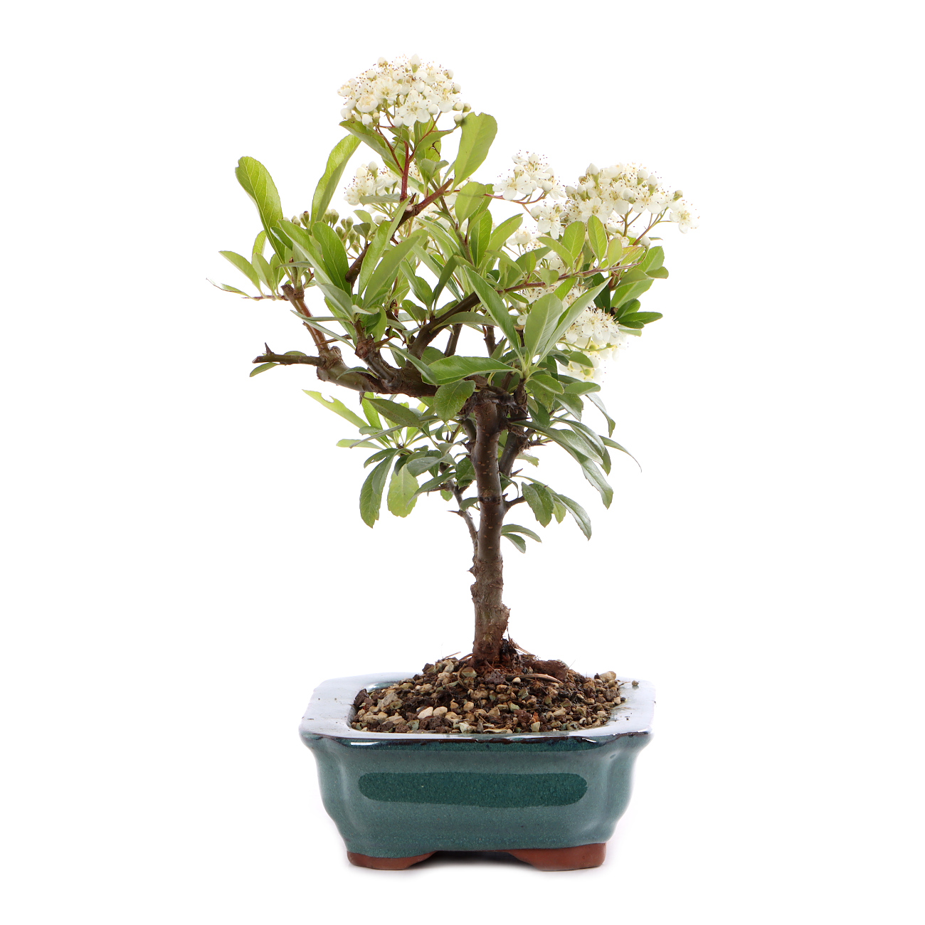 Pyracantha coccinea 'Orange Glow'