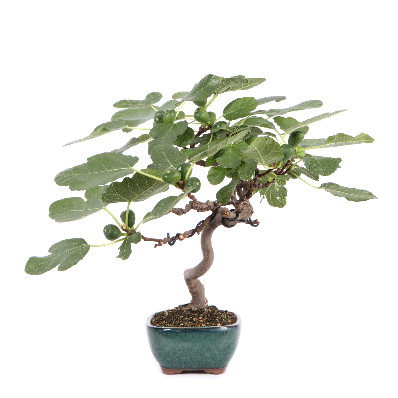 Seitenansicht rechts