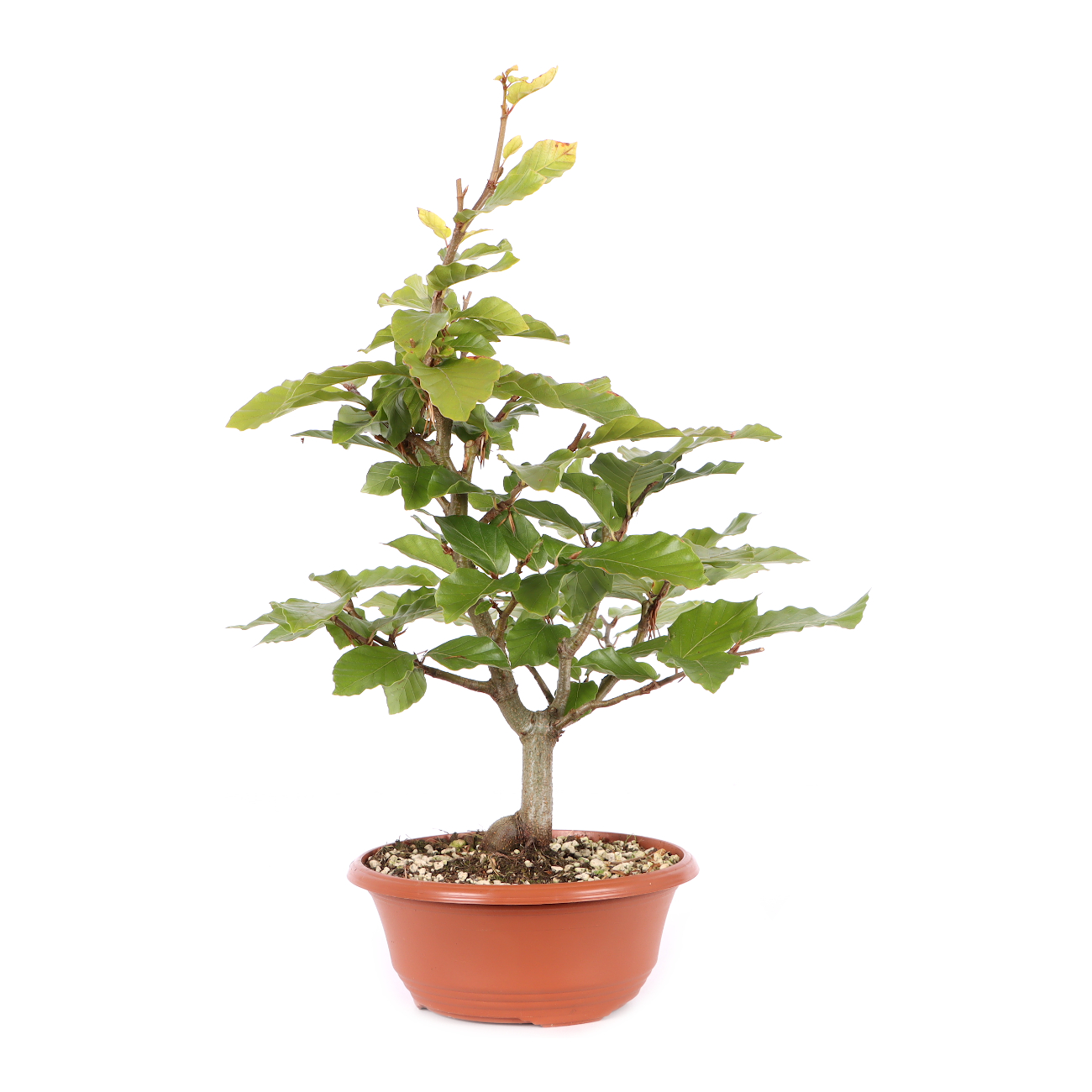 Fagus sylvatica
