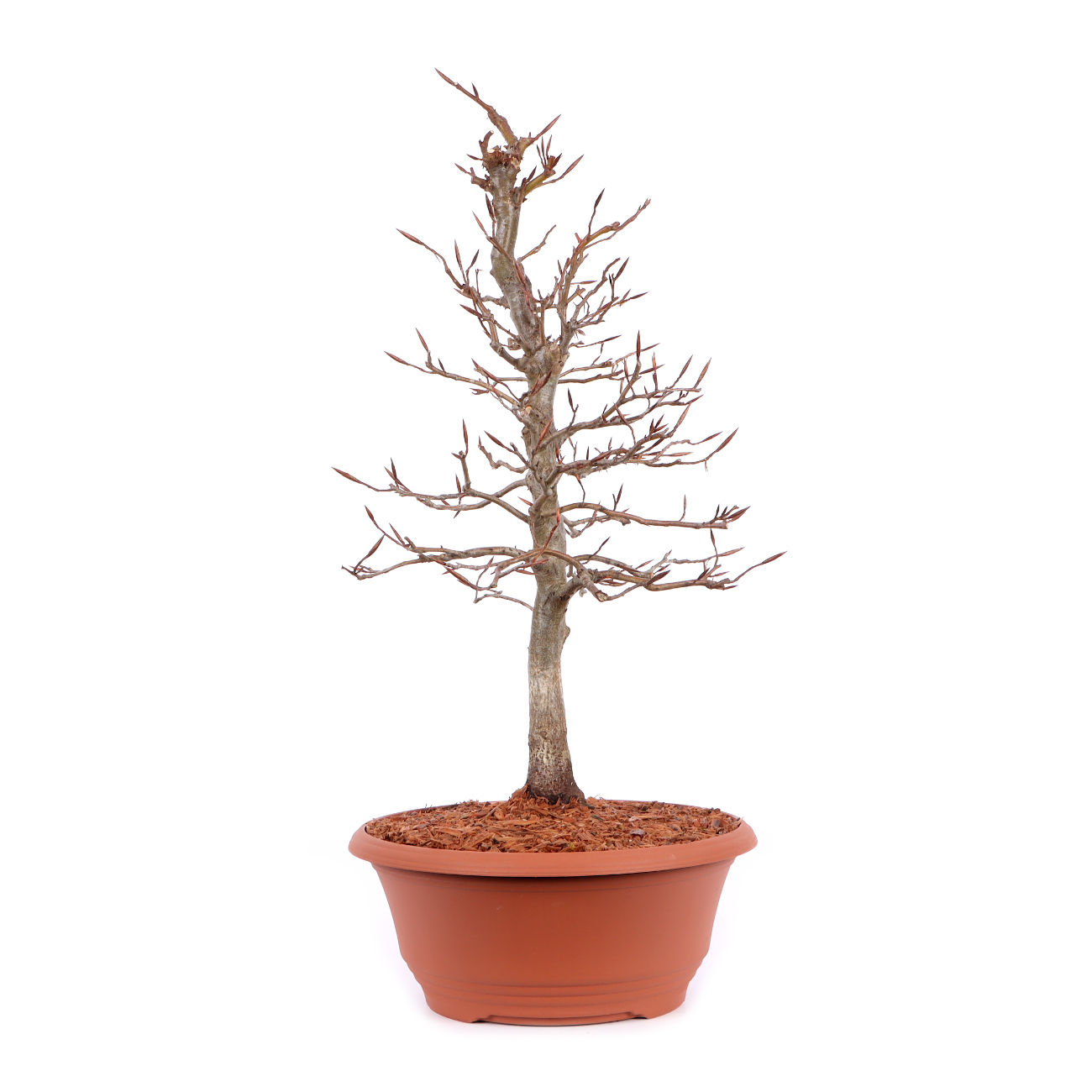 Seitenansicht rechts