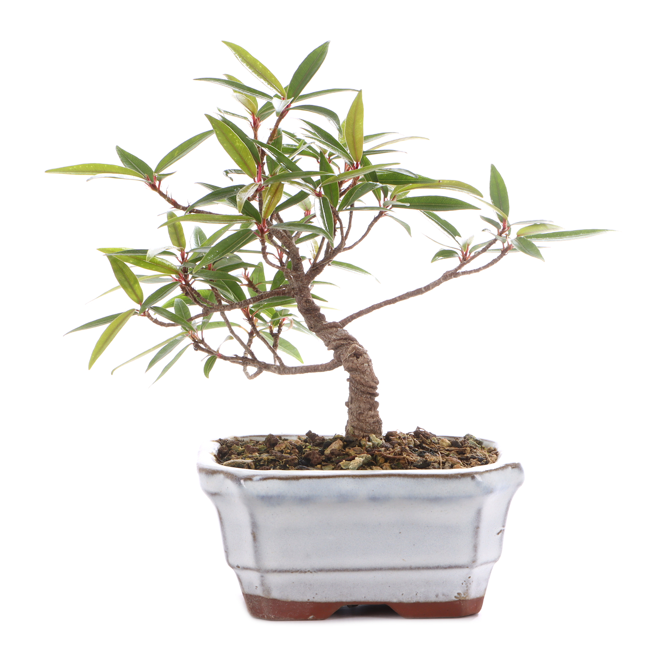 Ficus sikkimensis