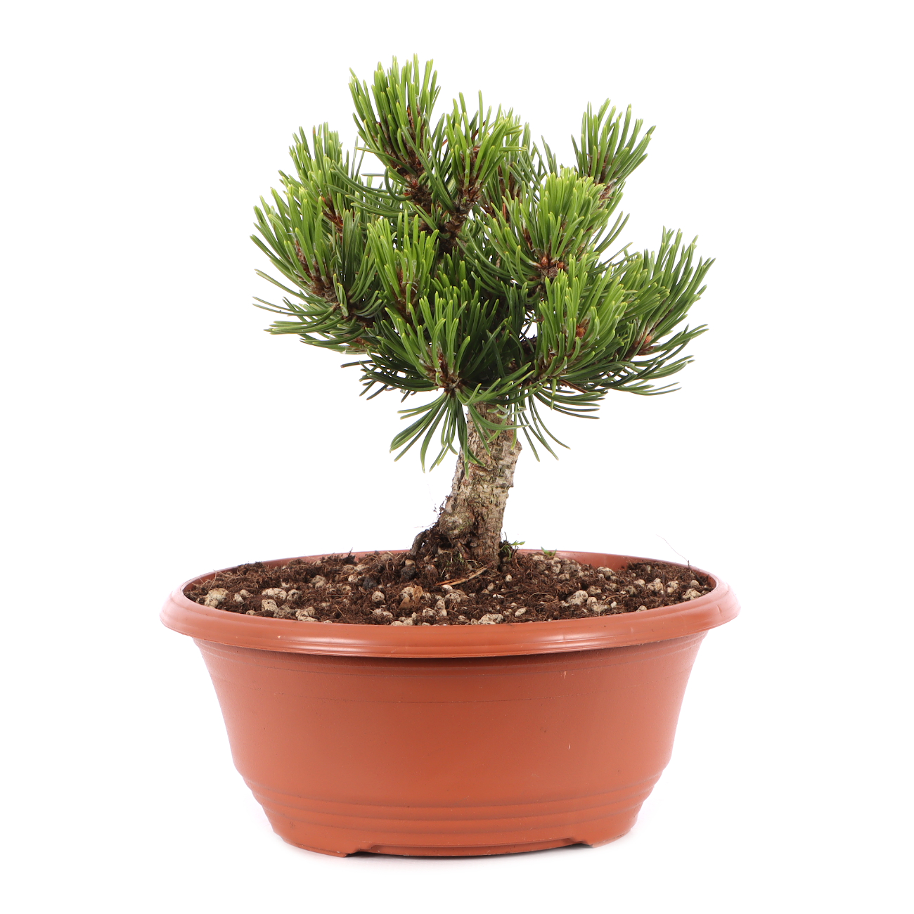 Pinus mugo 'Sherwood Compact'