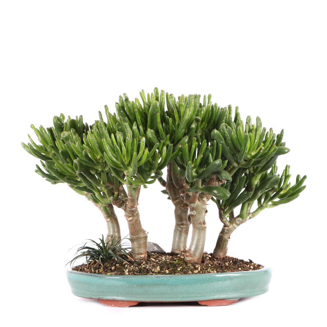 Crassula ovata 'Horn Tree'
