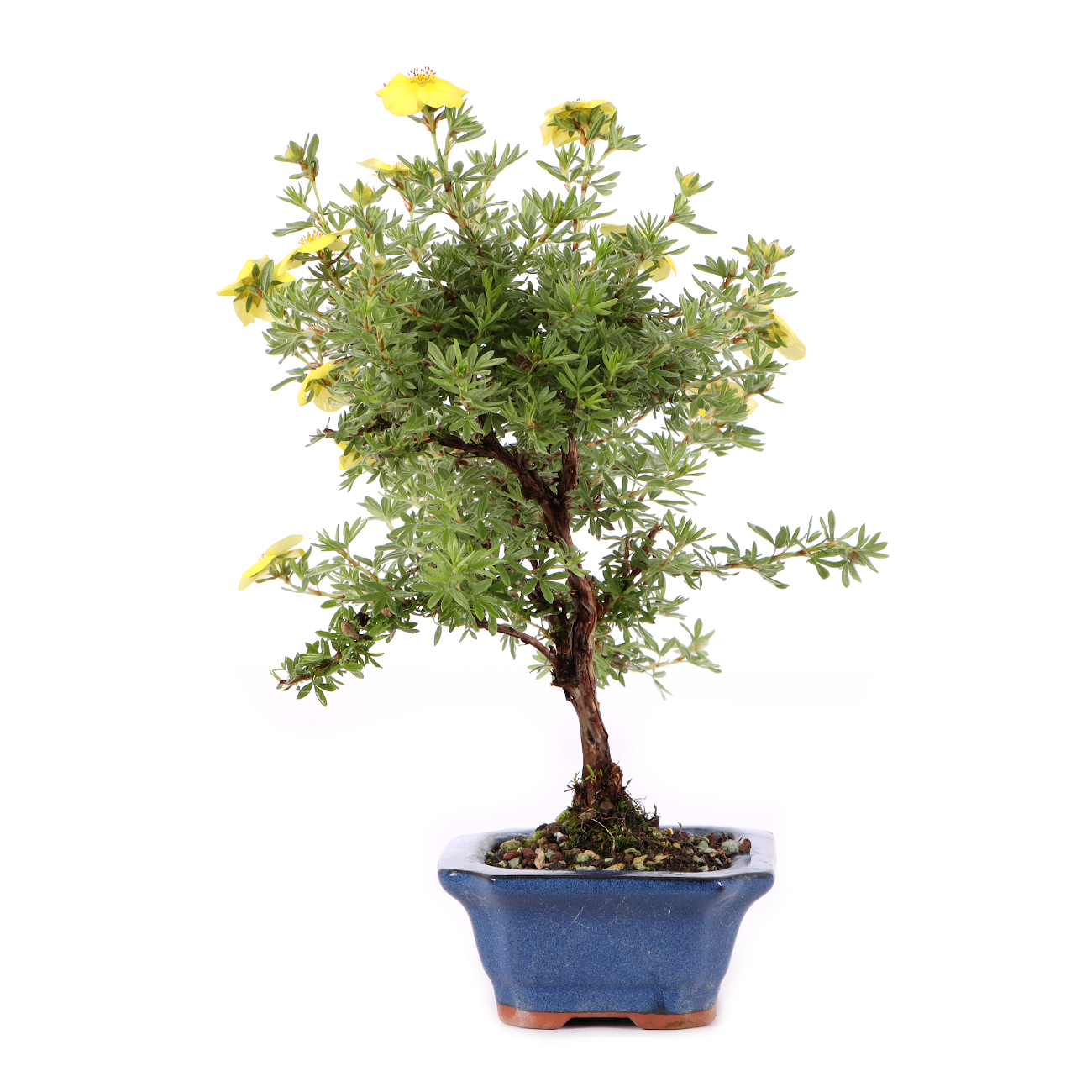Potentilla fruticosa 'Kobold'