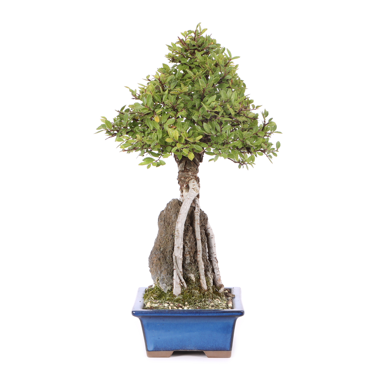 Ulmus japonica