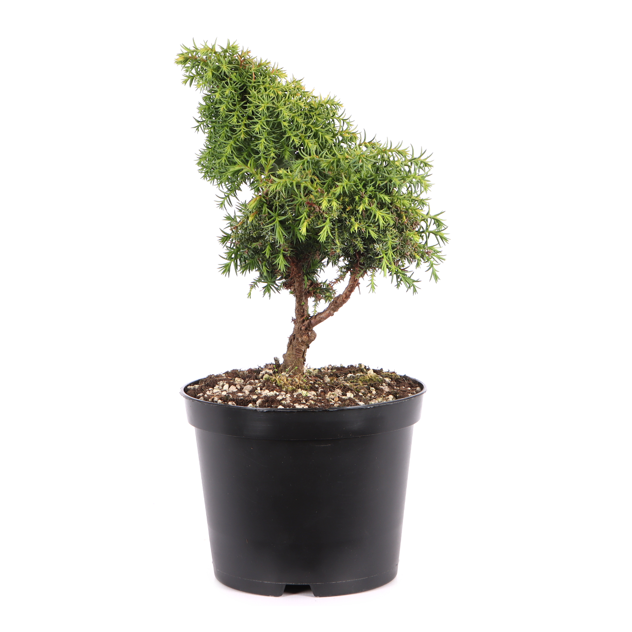 Cryptomeria japonica 'Yokohama'