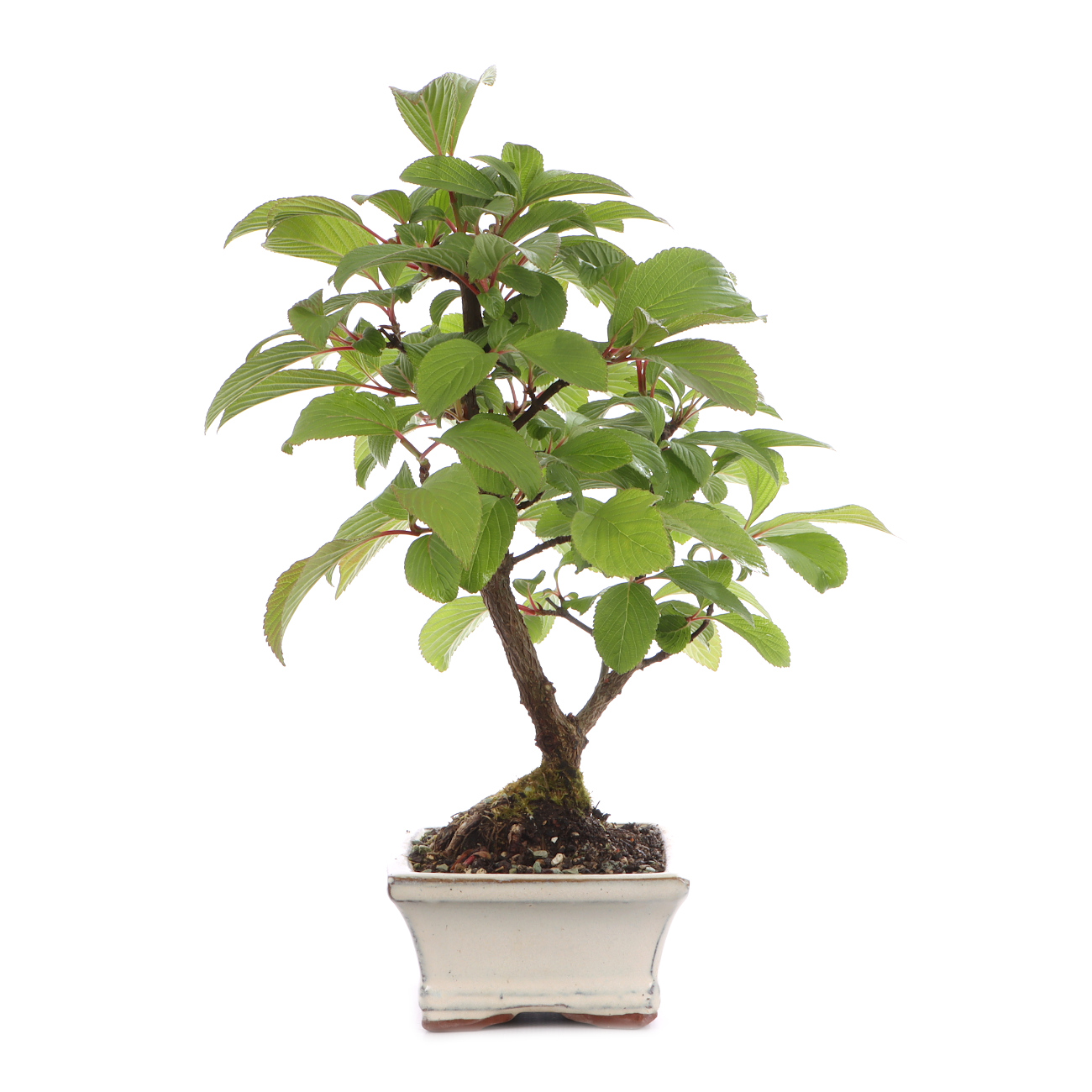 Viburnum x bodnantense 'Dawn'