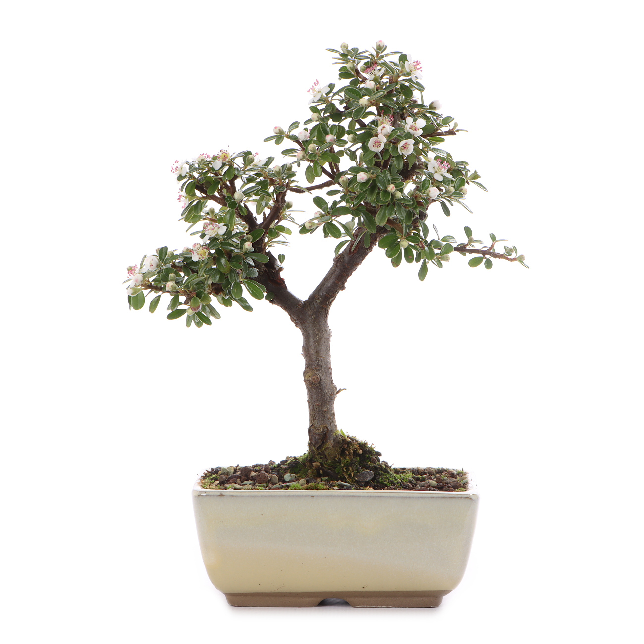 Cotoneaster dammeri 'Skogholm'