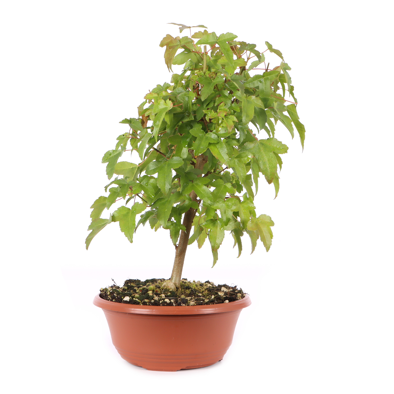 Acer buergerianum