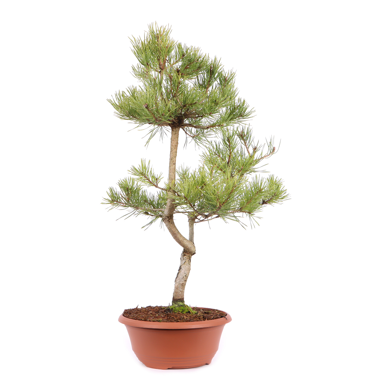 Seitenansicht rechts