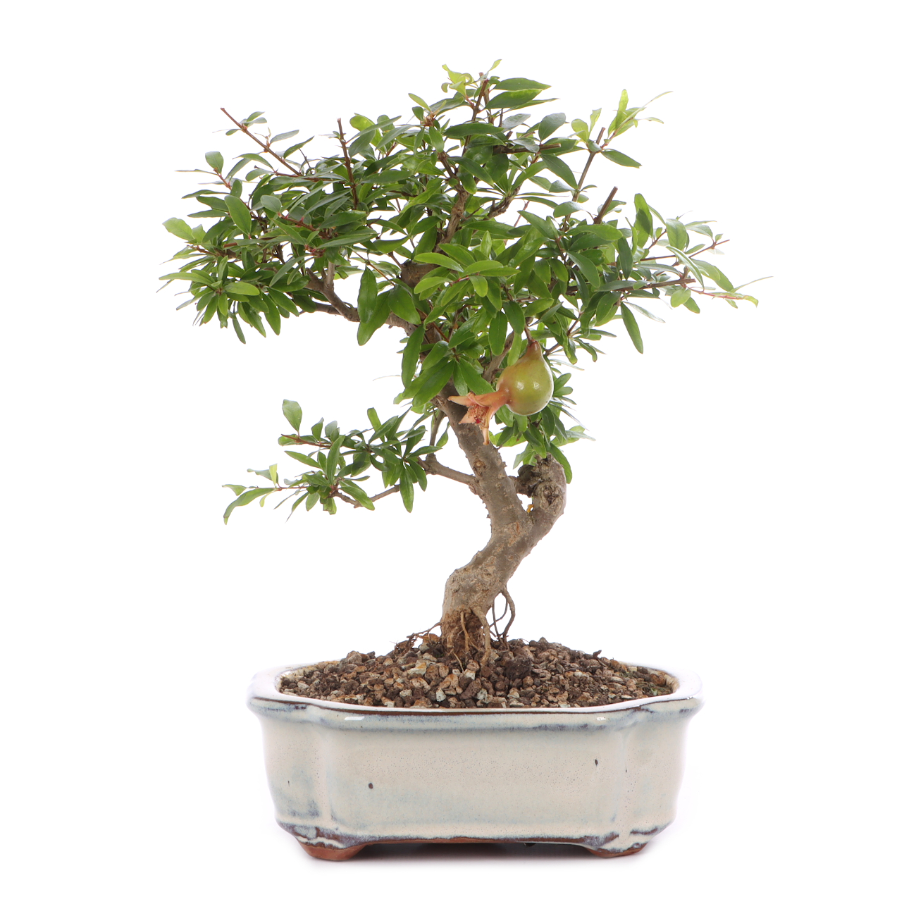 Punica granatum 'Nana'