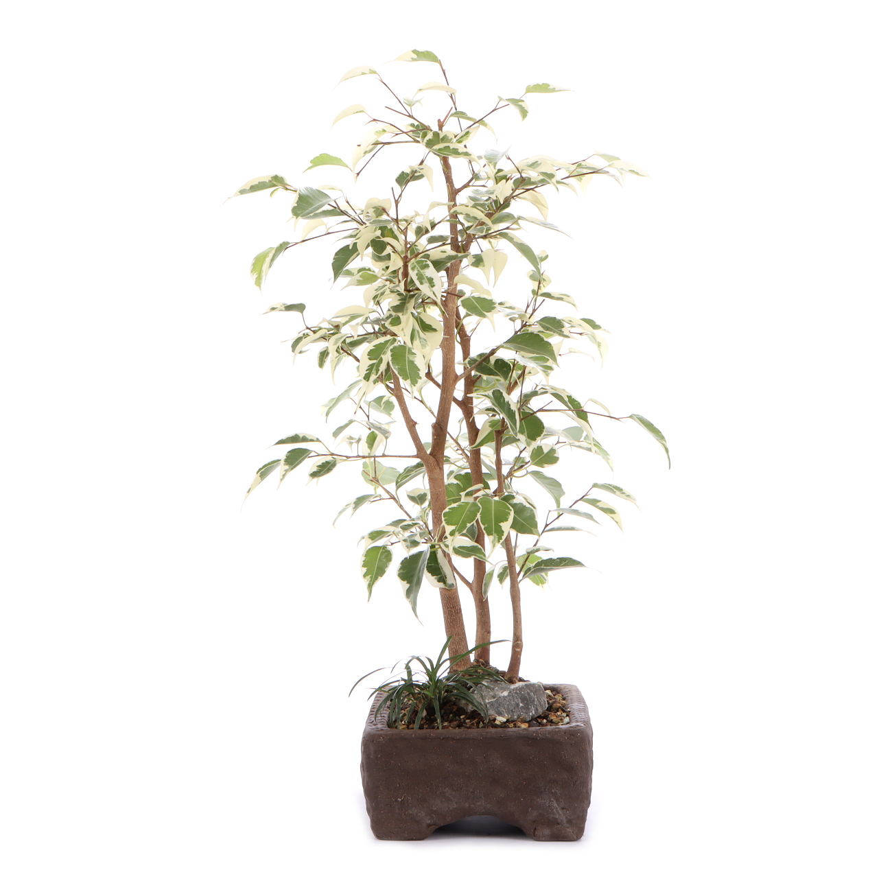 Seitenansicht rechts