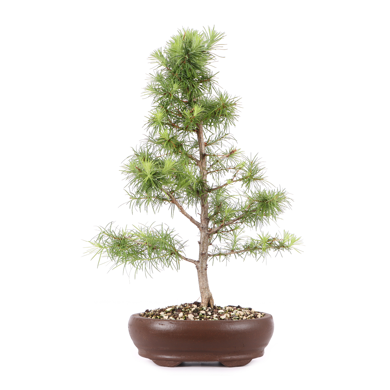 Larix kaempferi
