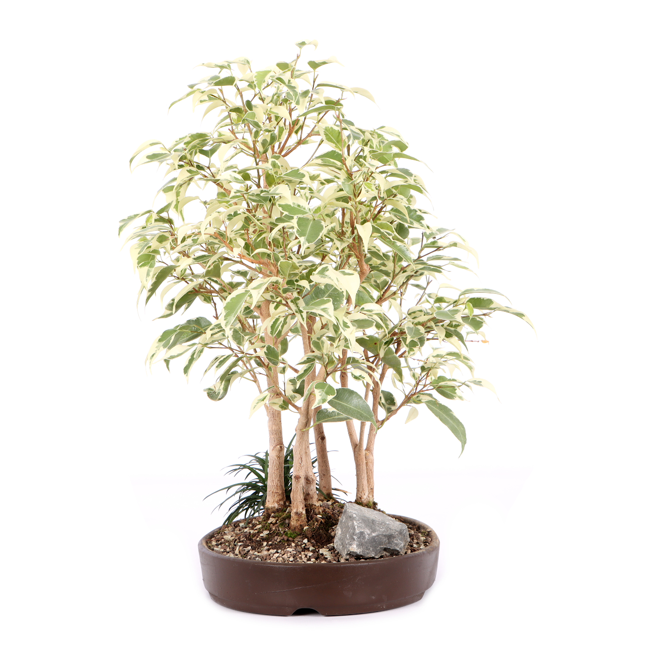 Ficus benjamina 'Starlight'