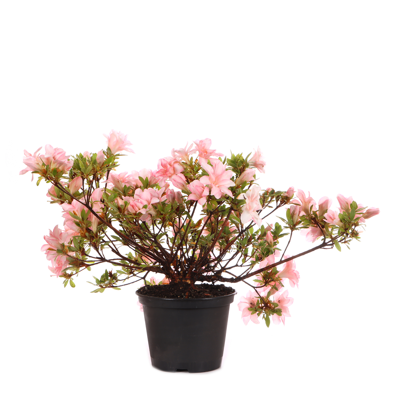 Rhododendron indicum 'Hotaru'