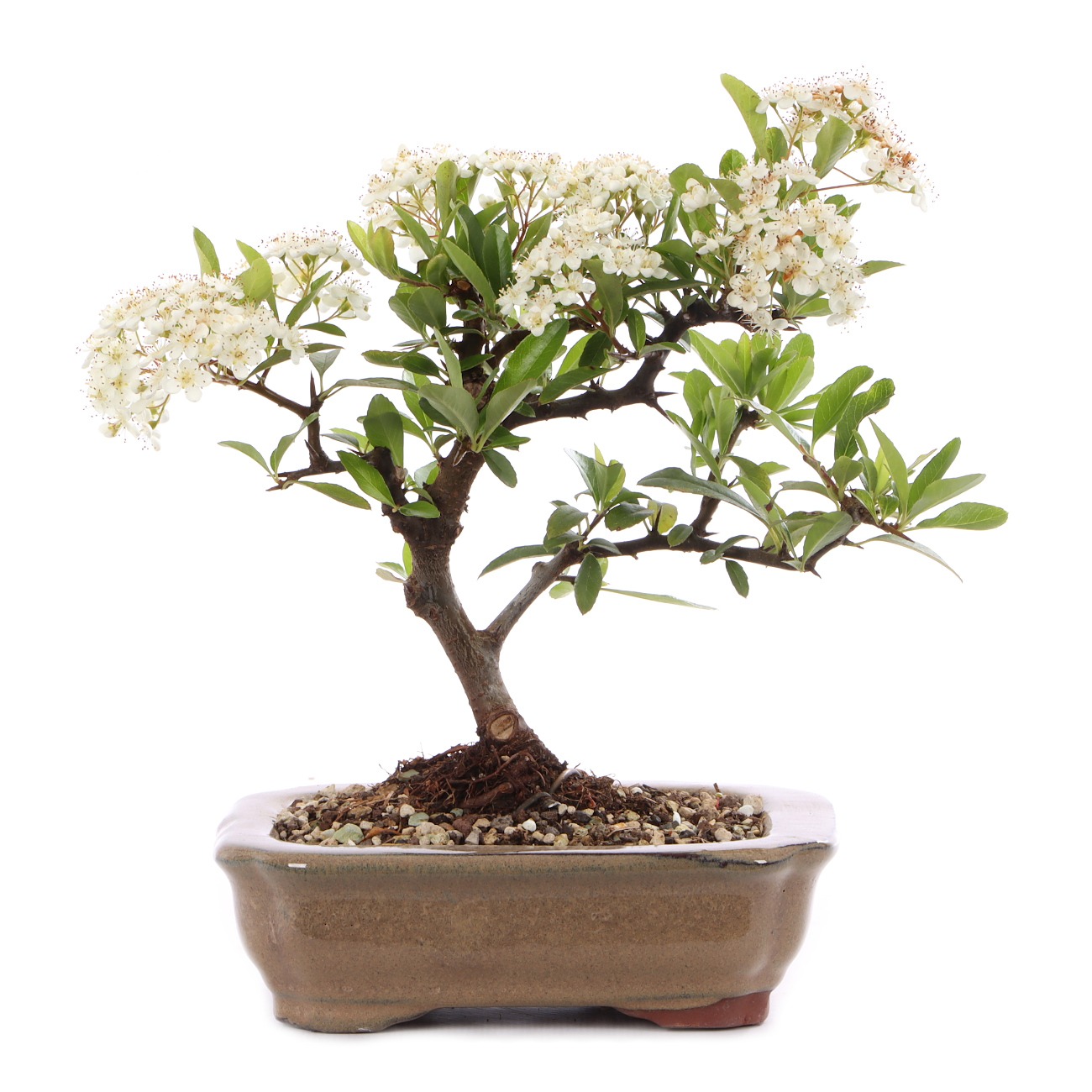 Pyracantha coccinea 'Orange Glow'