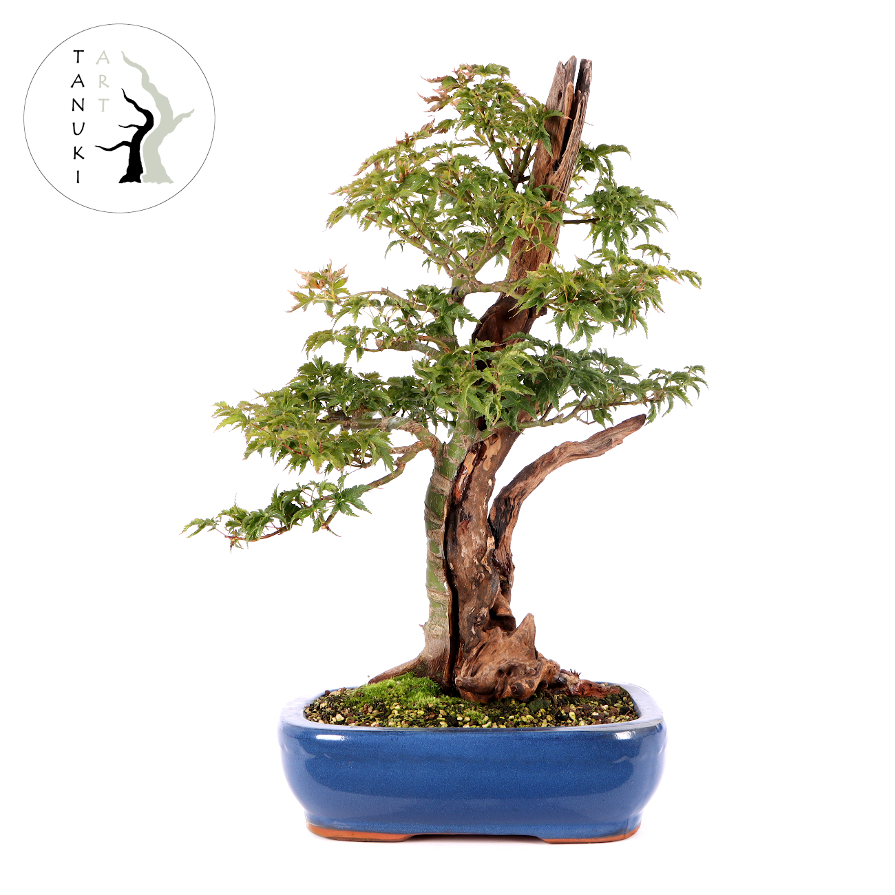 Acer palmatum 'Shishigashira'
