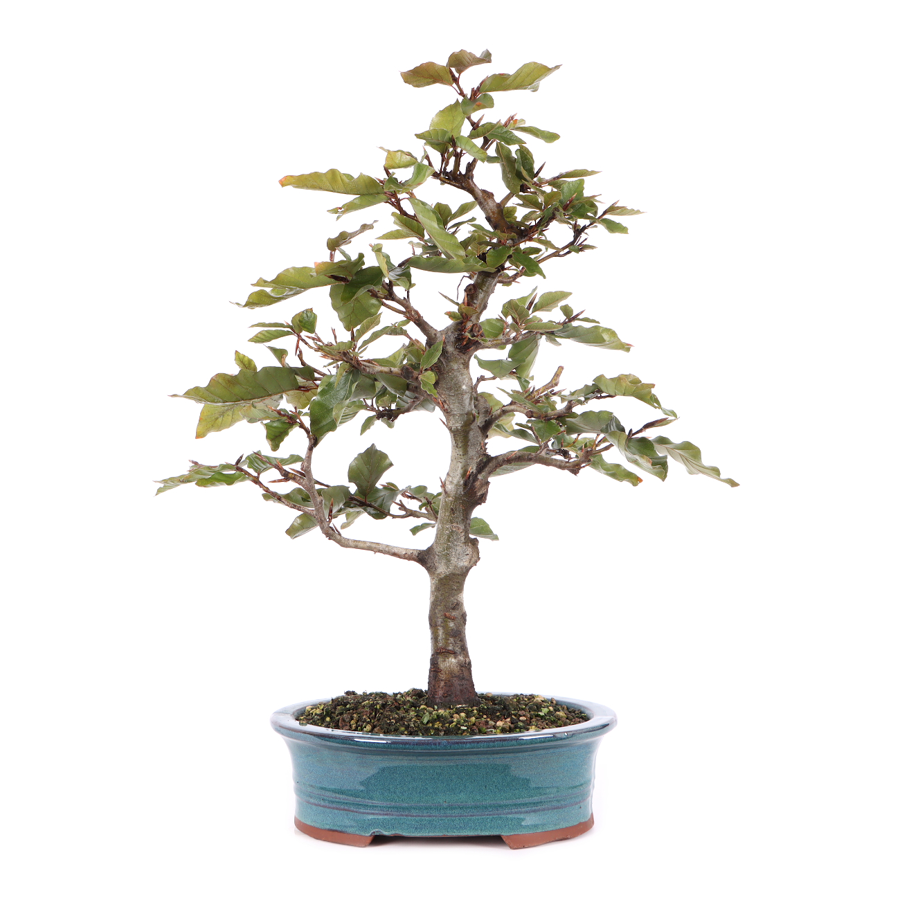 Fagus sylvatica f. purpurea