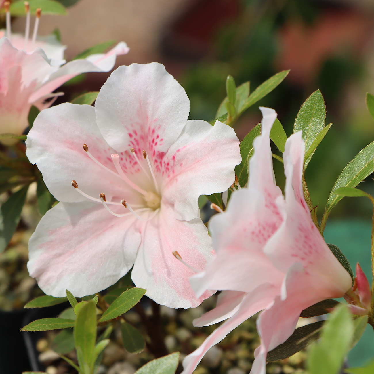 Blüte