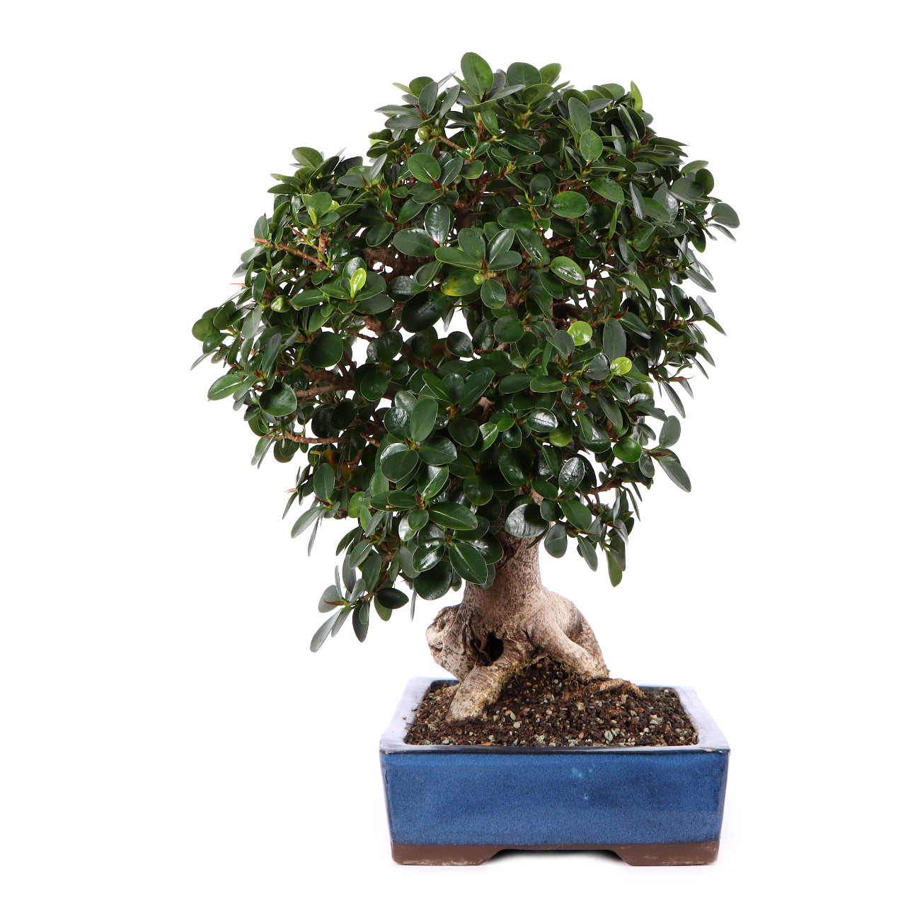 Seitenansicht rechts