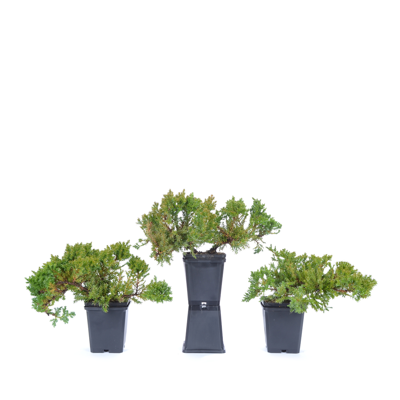 Juniperus procumbens 'Nana'