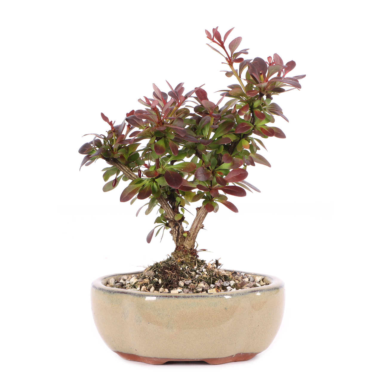 Berberis thunbergii 'Atropurpurea Nana'