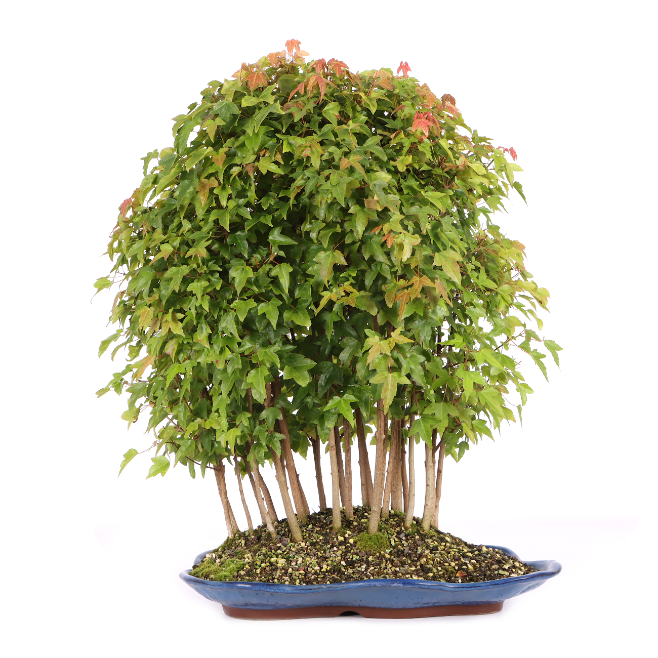 Acer buergerianum