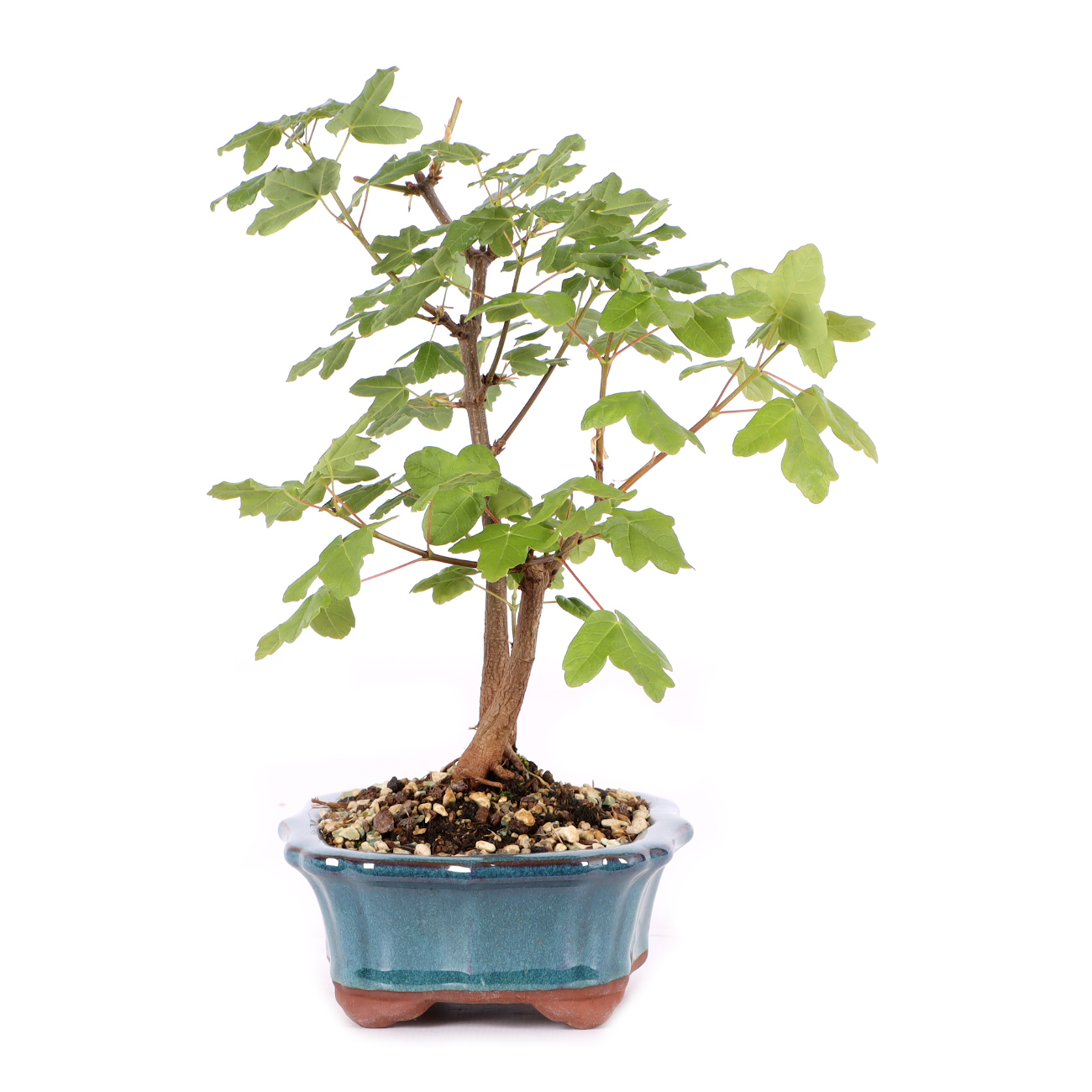 Acer monspessulanum