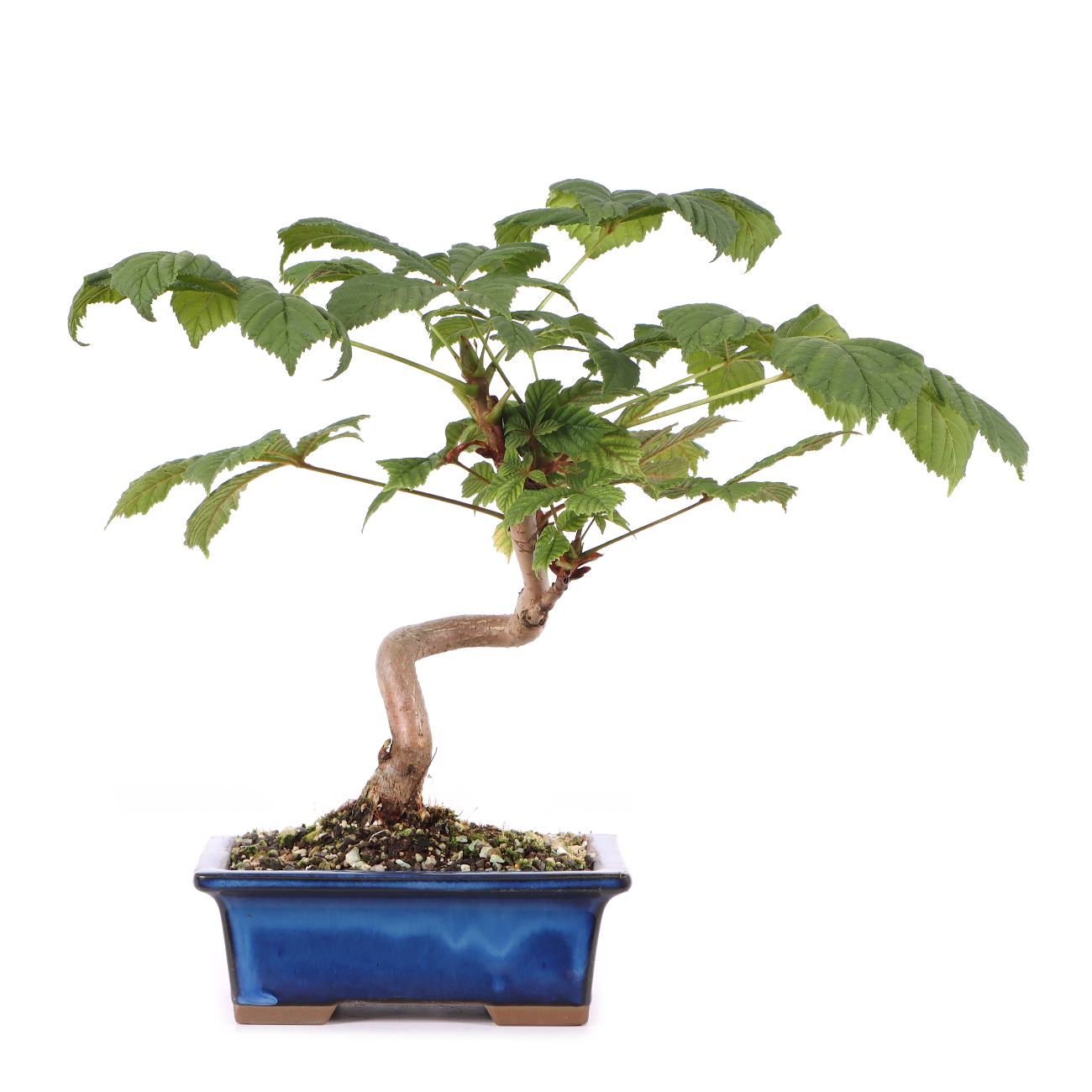 Aesculus hippocastanum