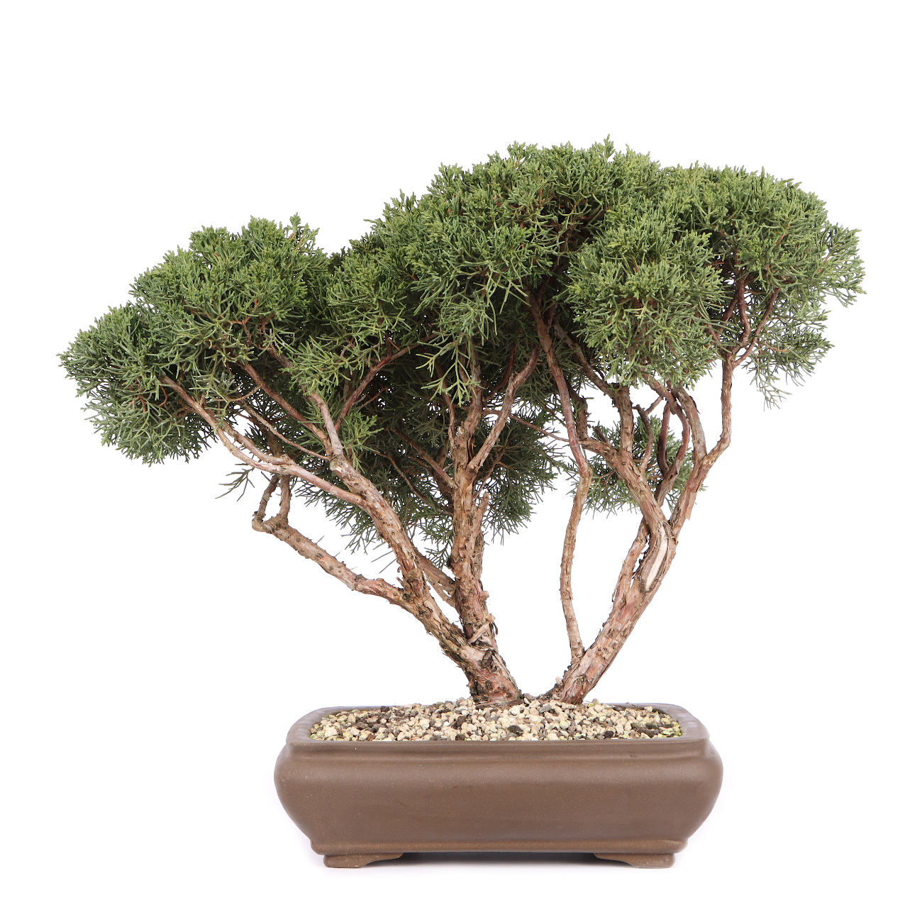 Juniperus chinensis