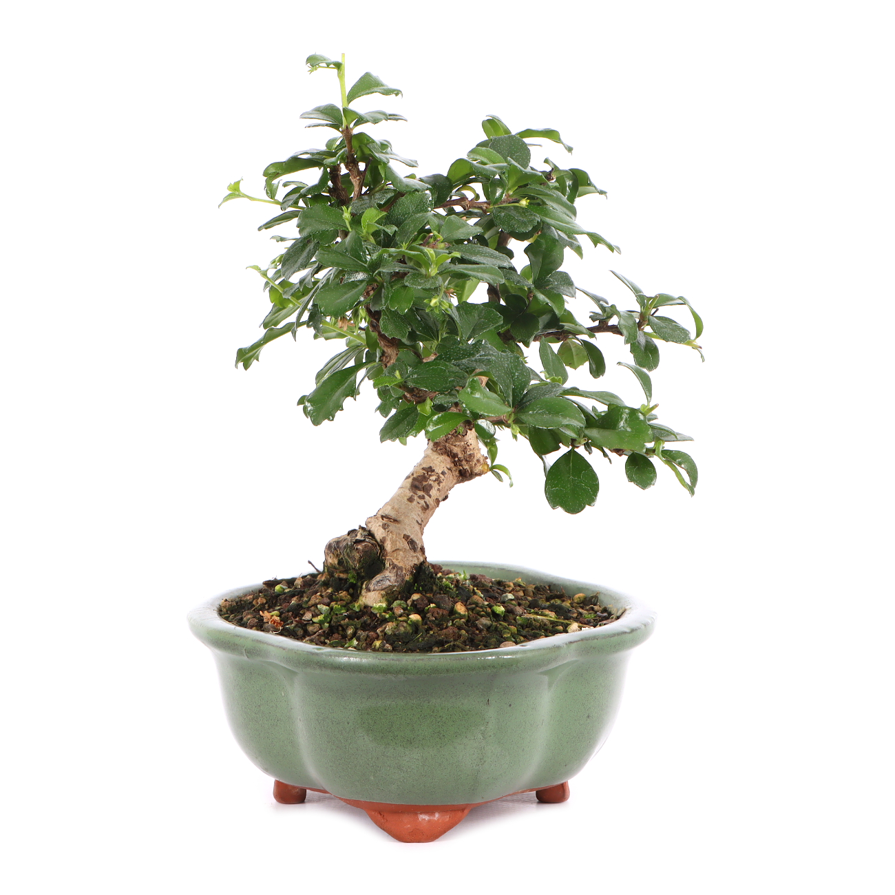 Carmona microphylla