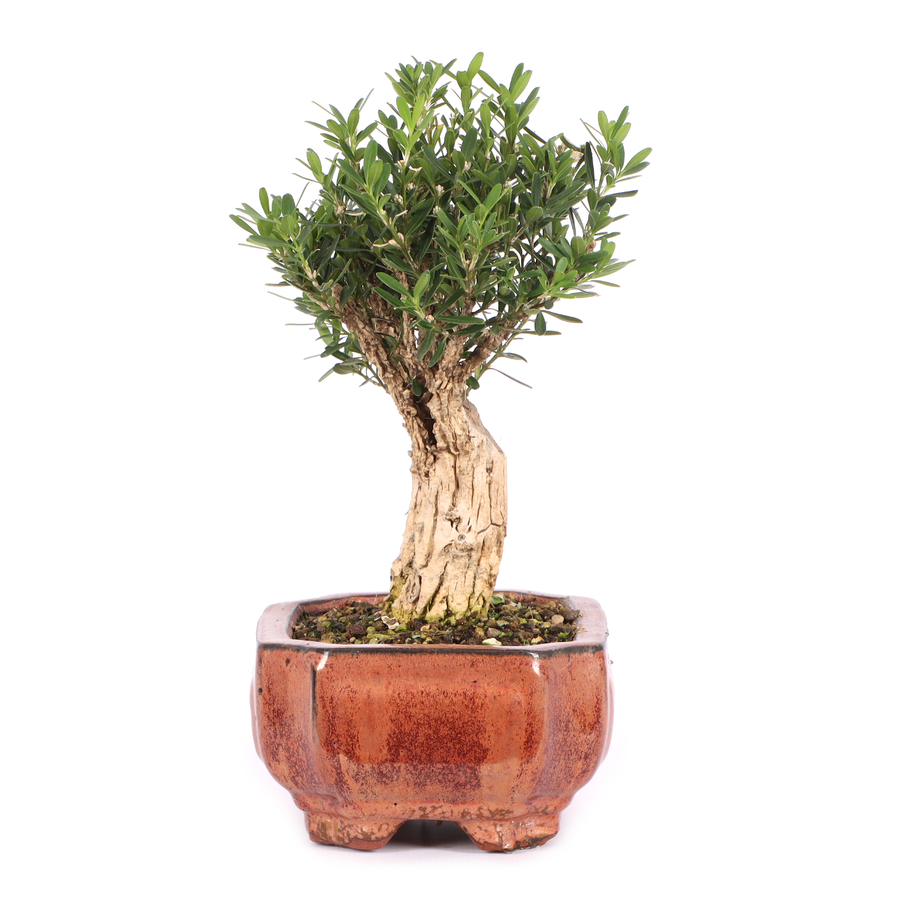 Buxus sinica var. sinica