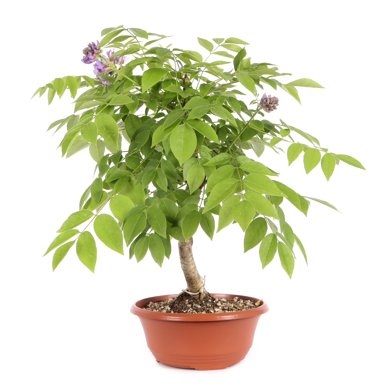 Wisteria frutescens